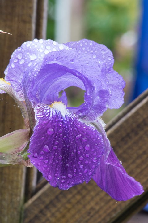20200417-IMGP7892