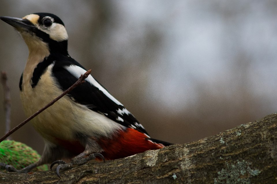 Rather handsome Great Spotted Nutstealer 