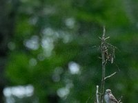 Jalbum-NewLens-1-2 : Arros, Bird, France, Nature, Tournay, Warbler, water