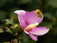 Jalbum-NewLens-1 : Nature, Pollen, bee, flowers