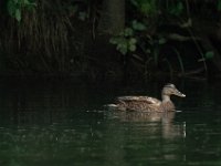 Jalbum-NewLens-2-2 : Arros, Bird, France, Nature, Tournay, duck