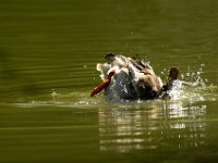 Jalbum-Px450-1 : birds, duck, wildlife