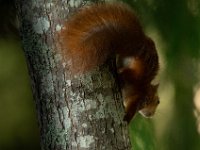 Jalbum-Px450-10 : squirrel, wildlife