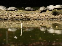 Jalbum-Px450-11 : turtle, wildlife