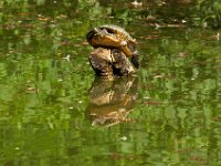 Jalbum-Px450-12 : turtle, wildlife