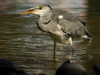 Jalbum-Px450-13 : birds, heron, wildlife