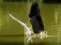 Jalbum-Px450-15 : birds, heron, wildlife