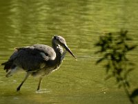 Jalbum-Px450-17 : birds, heron, wildlife