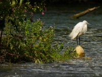 Jalbum-Px450-18 : birds, wildlife