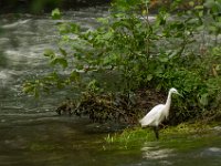 Jalbum-Px450-19 : birds, wildlife