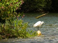 Jalbum-Px450-2 : birds, wildlife