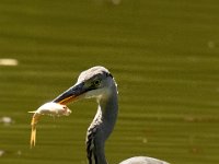 Jalbum-Px450-6 : birds, heron, wildlife