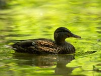 Jalbum-Px450-7 : birds, duck, wildlife