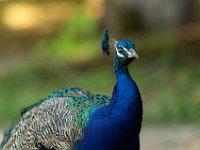 Jalbum-Px450-8 : birds, peacock, wildlife