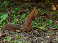 Jalbum-Px450-9 : squirrel, wildlife